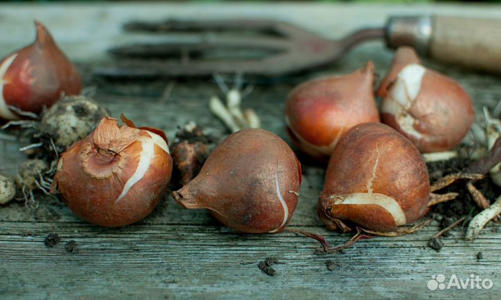 Луковица тюльпанов оптом 12;14+для выгонки