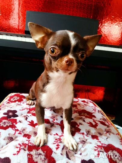Чихуахуа супер мини девочка РКФ