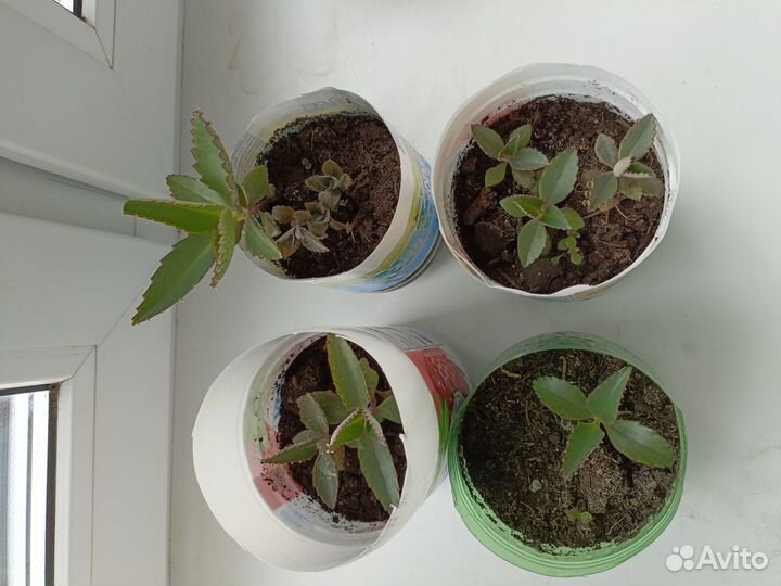 Каланхое лечебное