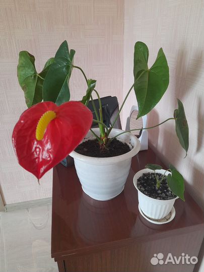 Комнатные цветы