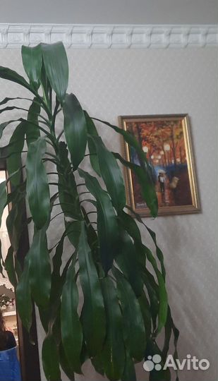 Пальма драцена