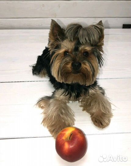 Вязка йоркширский терьер