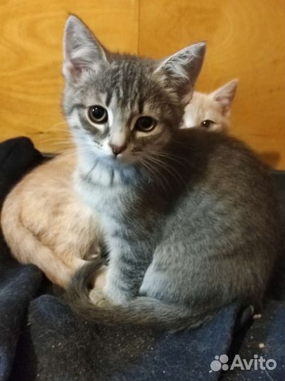 Кошечка в добрые руки, бесплатно