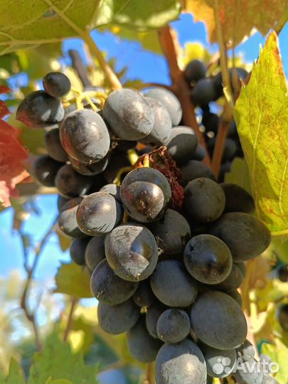 Виноград