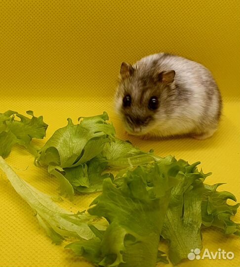 Хомяки из домашнего питомника. Подрощенные