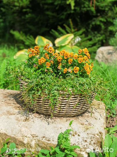 Кашпо из ротанга набор