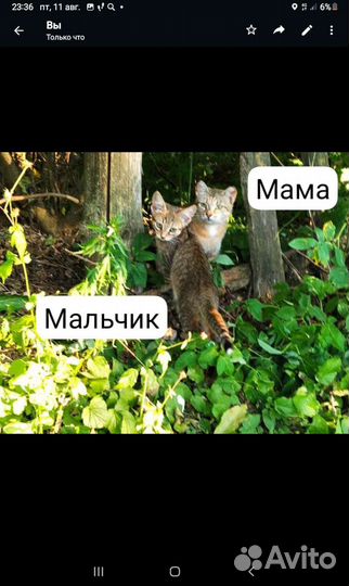 Котята