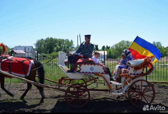 Лошади