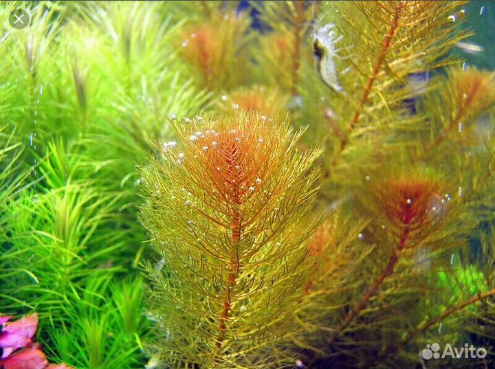 Аквариумные растения