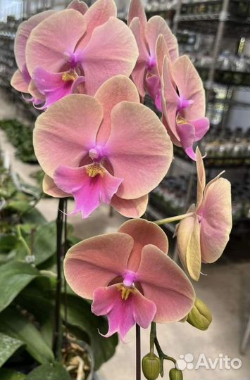 Орхидея Fangmei Rainbow биг лип