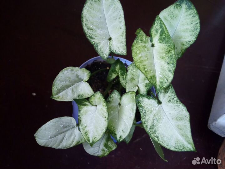 Сингониум пикси