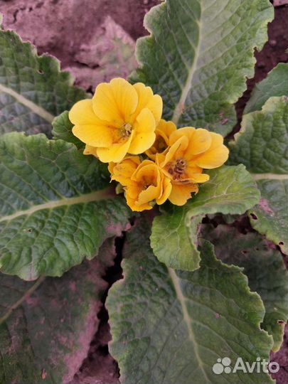 Примулы бесстебельные