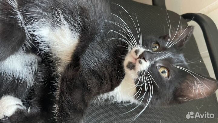 Кошечка в добрые руки