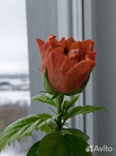 Гибискус китайская роза разные сорта