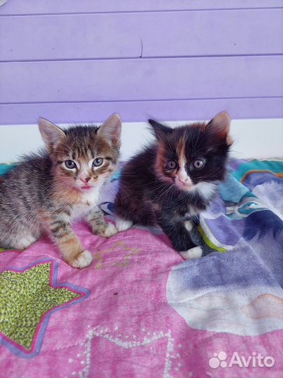 Котята в добрые руки бесплатно