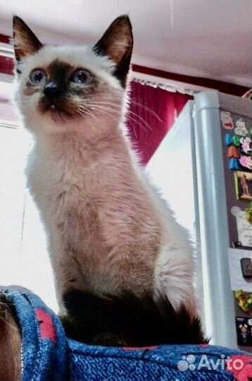 Котик в добрые руки