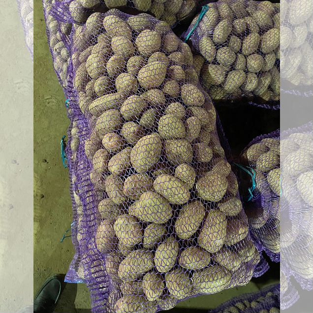 Картофель