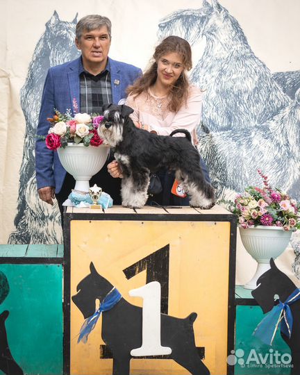 Цвергшнауцер вязка