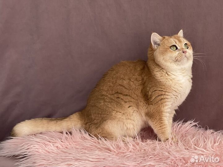 Британская шиншилла