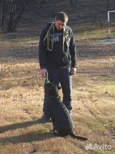 Дрессировка собак