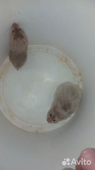 Сирийский хомяк