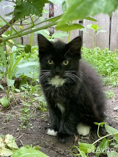 Милые котята ищут добрых хозяев