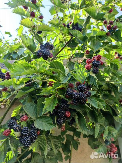 Саженцы ежевики сорт Лох Тэй