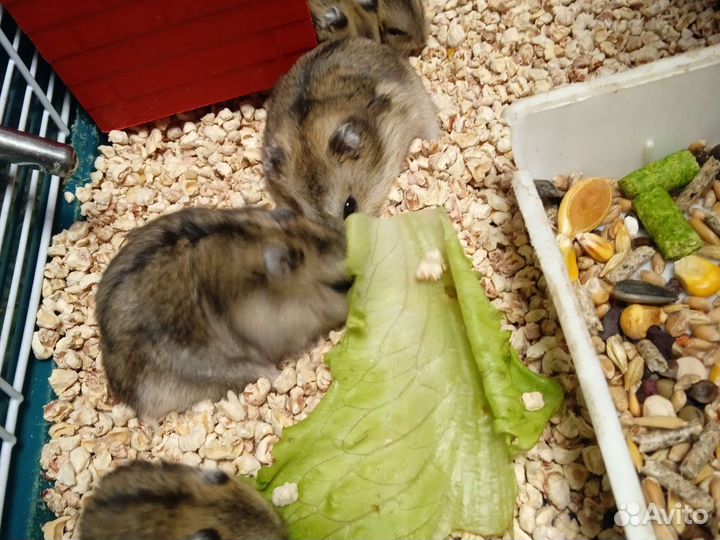 Джунгарские хомяки