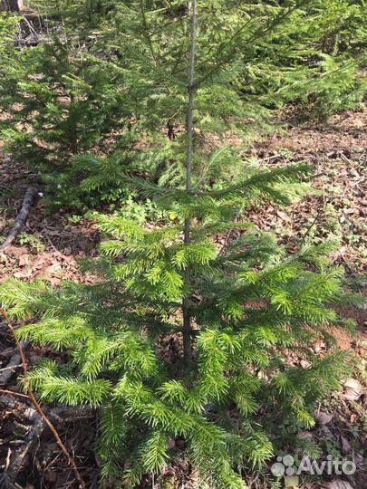 Саженцы Деревьев