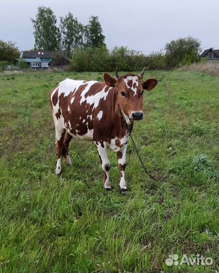 Корова,теленок,тёлка стельная Джерсийки,Айширская