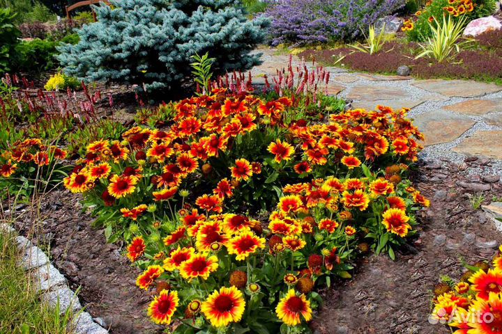 Гайлардия многолетнее растение саженцы