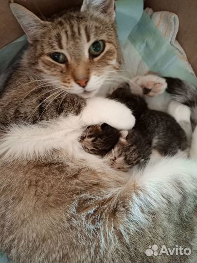 Котята отдам в добрые руки бесплатно