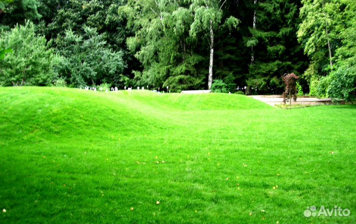 Рулонный газон, укладка. Посев