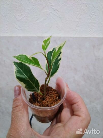 Фикус ретуза гавайская