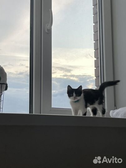 Котенок бесплатно