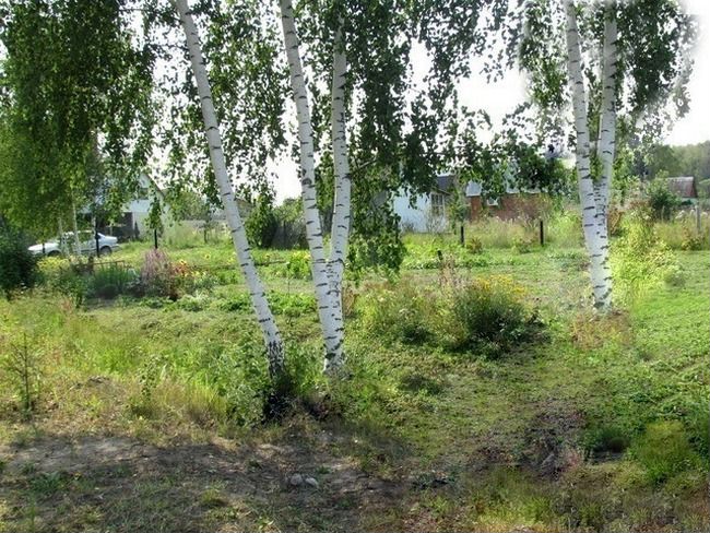 Участок 11 сот. (СНТ, ДНП)