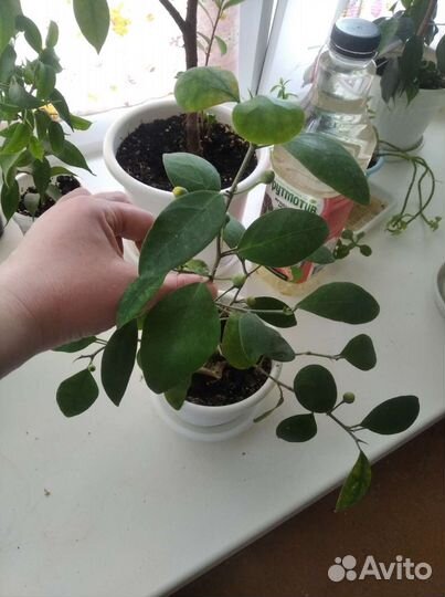 Фикус диверсифолия