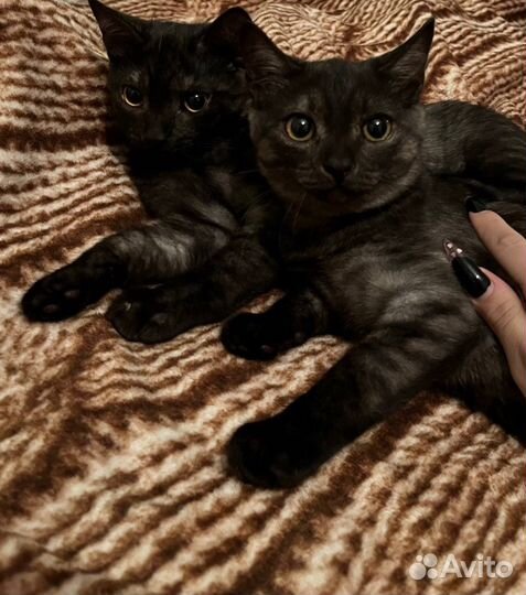 Котята
