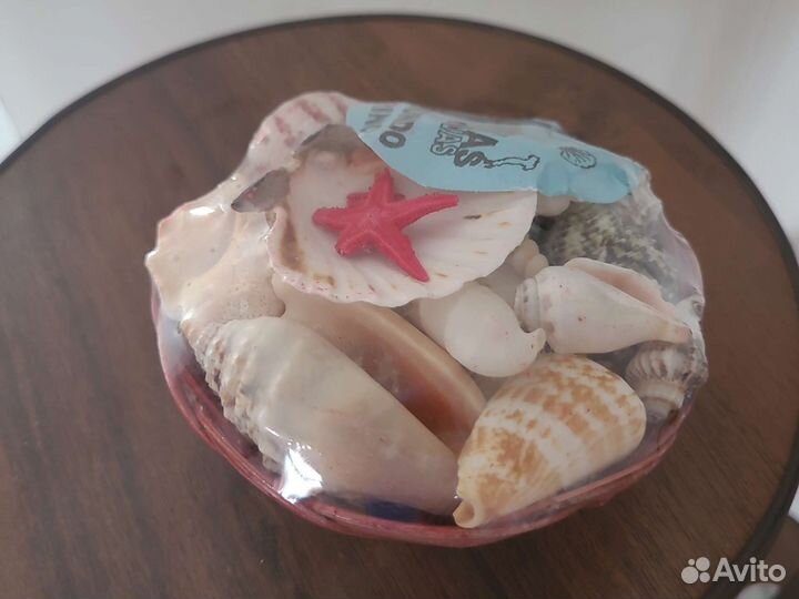 Морские ракушки раковины