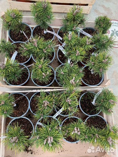 Туя хвойные