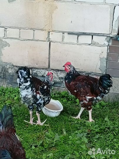 Петухи, Ливенские ситцевые