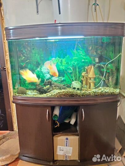 Аквариум