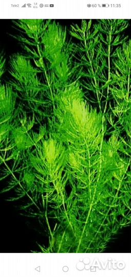 Аквариумное растение