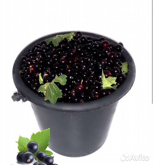 Черная смородина