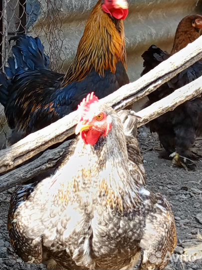 Петух брама