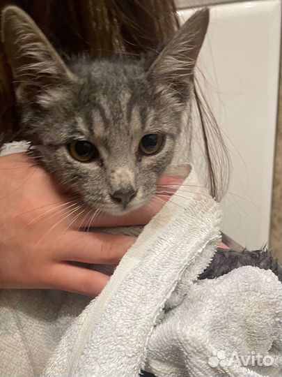 Котики бесплатно