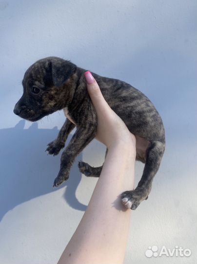 Питбуль щенок девочка метис бесплатно