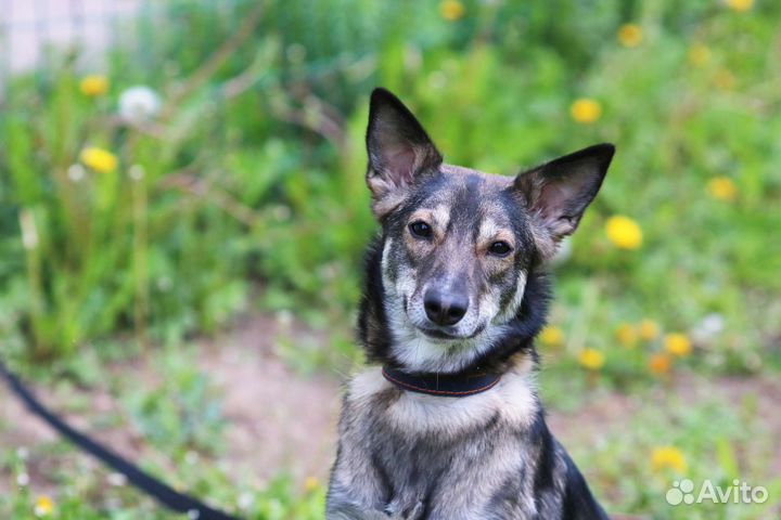 Готовая собака в квартиру