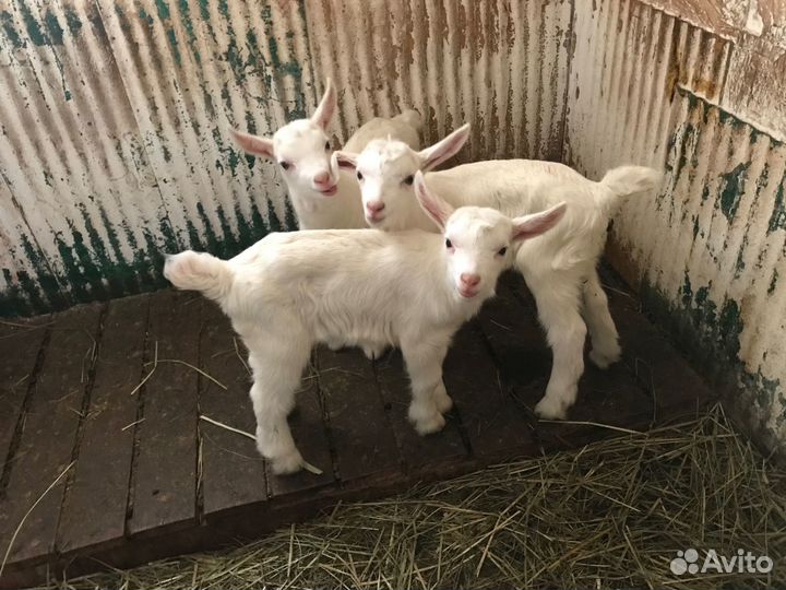 Козел Зааненский на племя, козлята