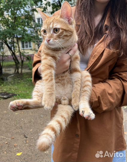 Отдадим в добрые руки